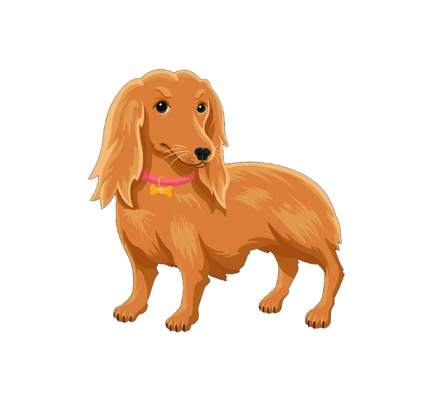 Illustration of Hazelnut, a dachshund with a pink collar